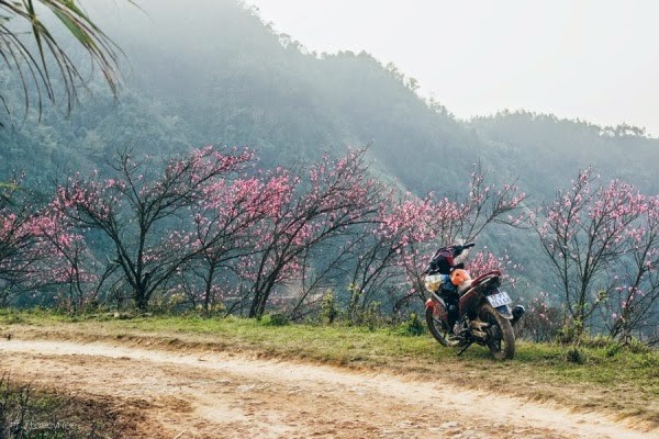 peach flowers turns northern vietnam mountain a pink carpet