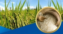 vietnam to stock 190000 tons of rice for food security amid covid 19