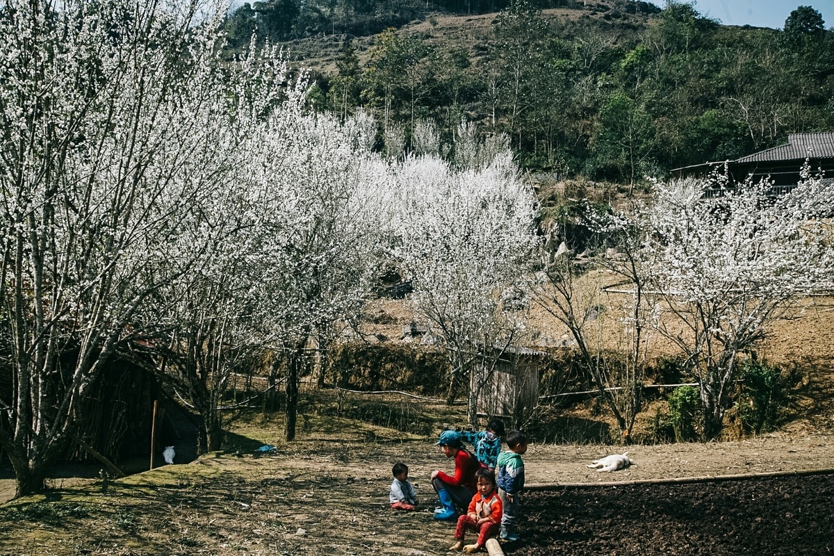 Lao Cai turns gorgeous in white plum blossoms