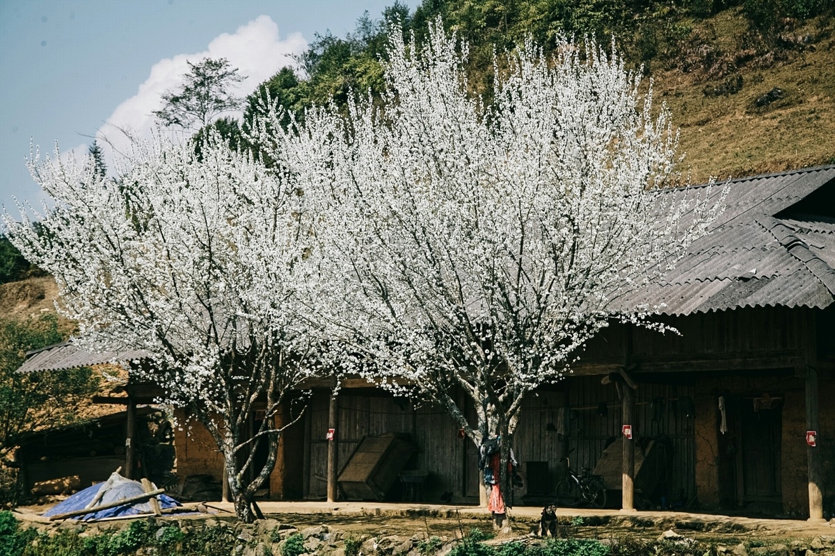 lao cai turns gorgeous in white plum blossoms