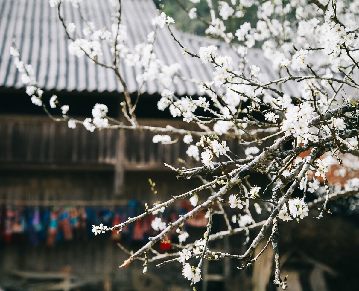 Lao Cai turns gorgeous in white plum blossoms