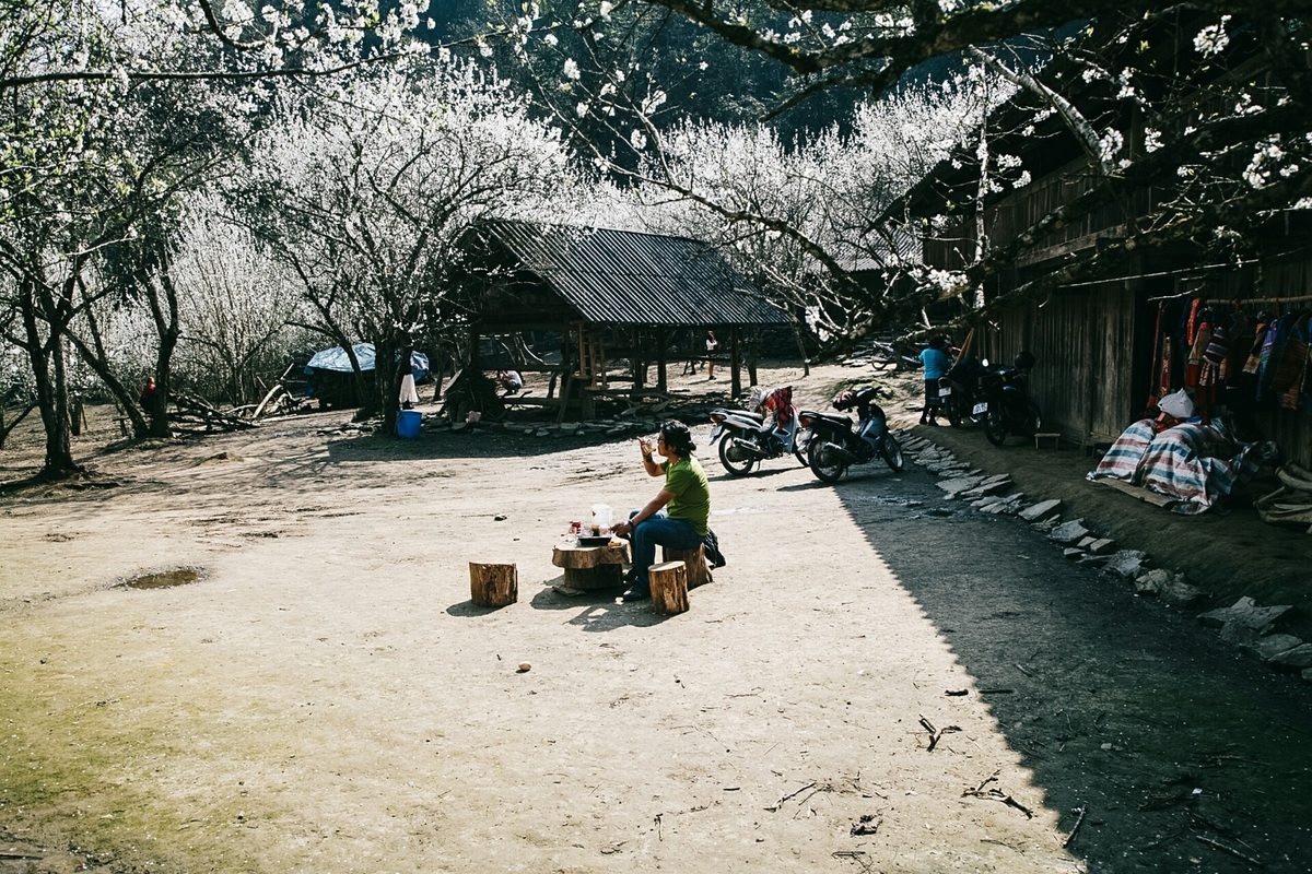 Lao Cai turns gorgeous in white plum blossoms