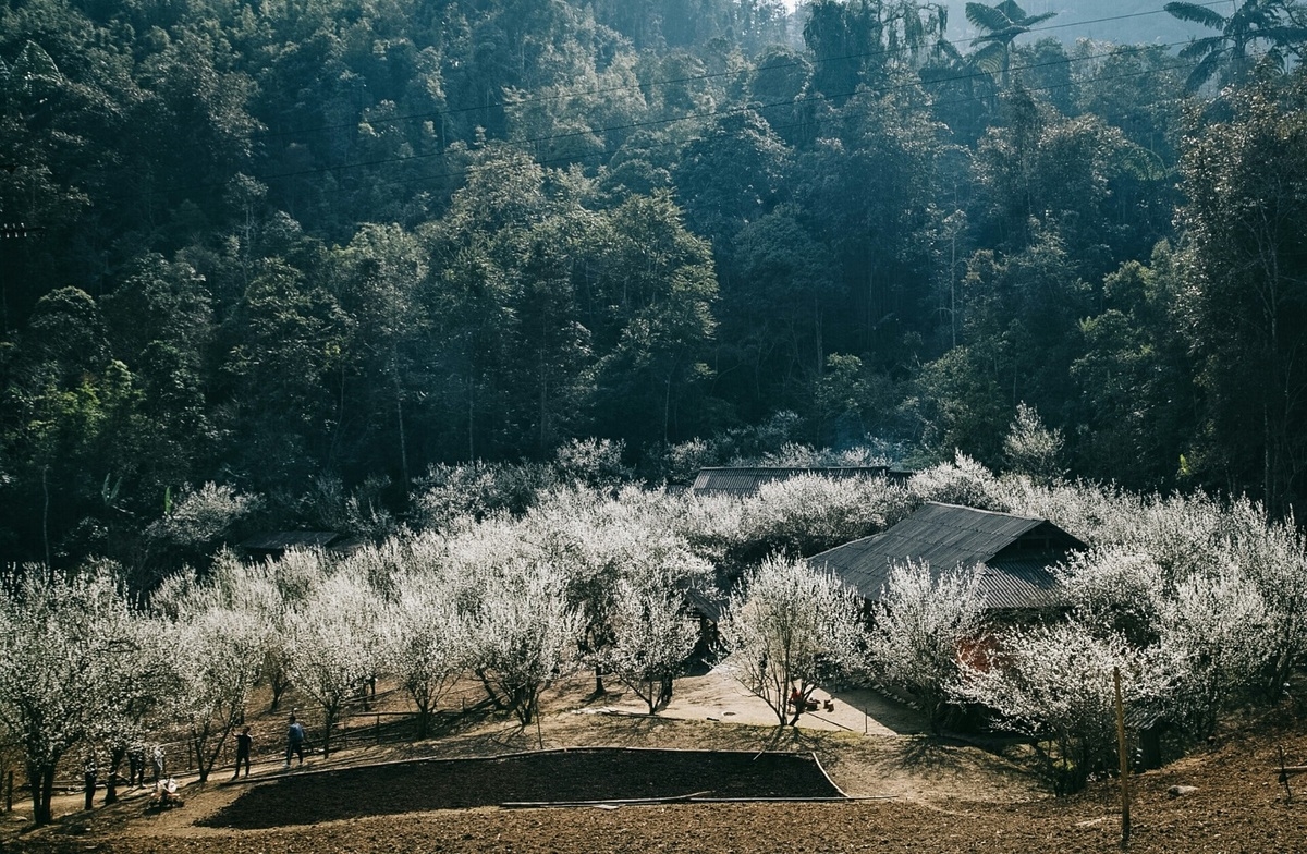 Lao Cai turns gorgeous in white plum blossoms