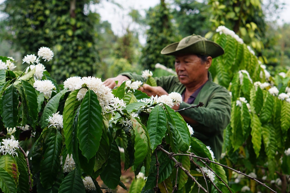 the gorgeousness of coffee flowers under the eyes of local photographer