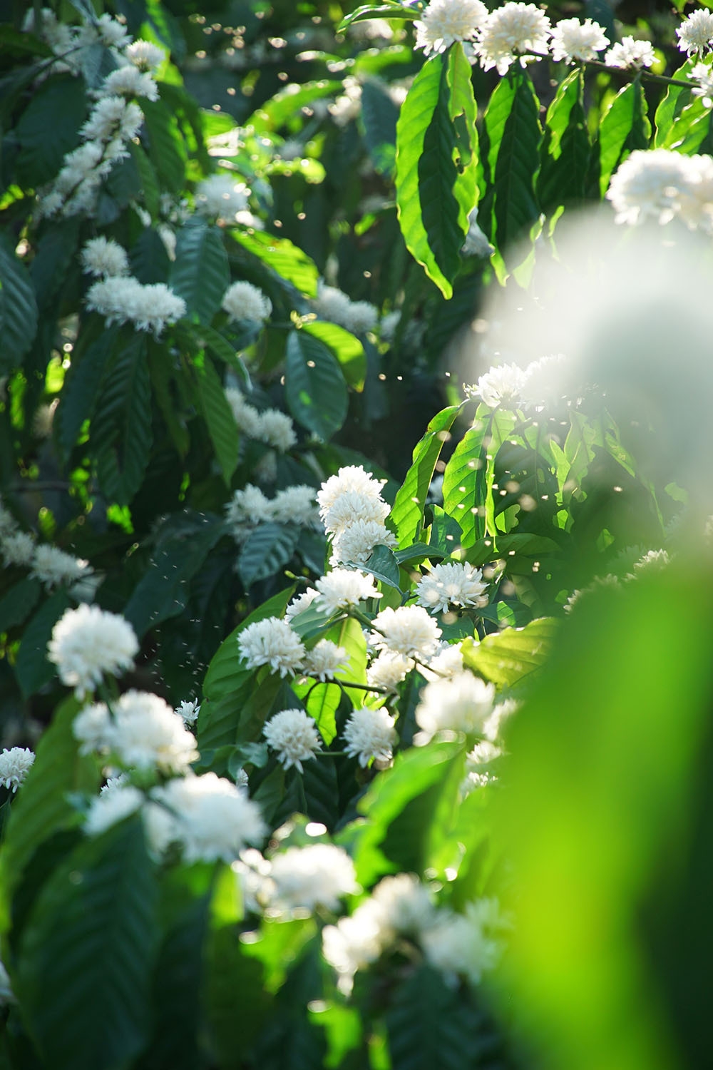 The gorgeousness of coffee flowers under the eyes of local photographer