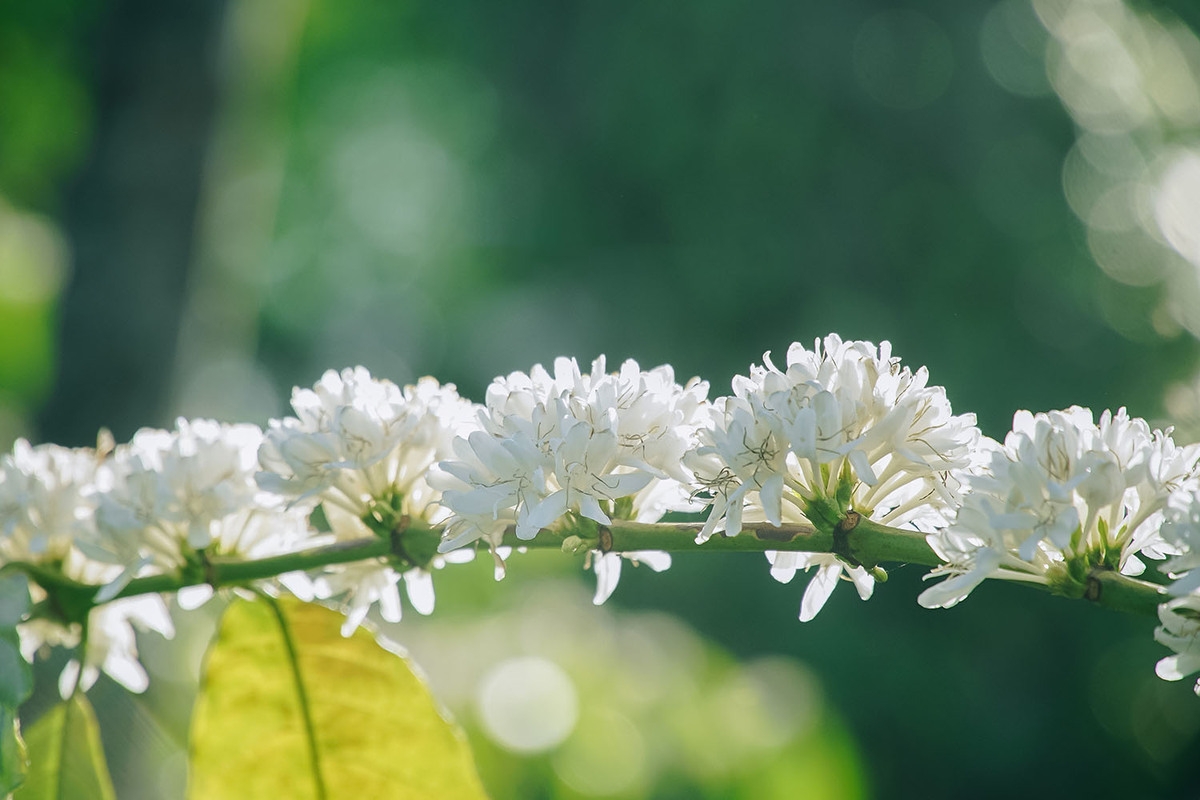 The gorgeousness of coffee flowers under the eyes of local photographer