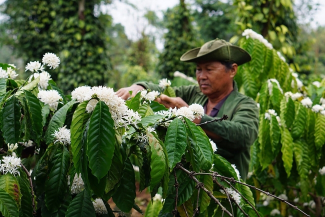 The gorgeousness of coffee flowers under the eyes of local photographer