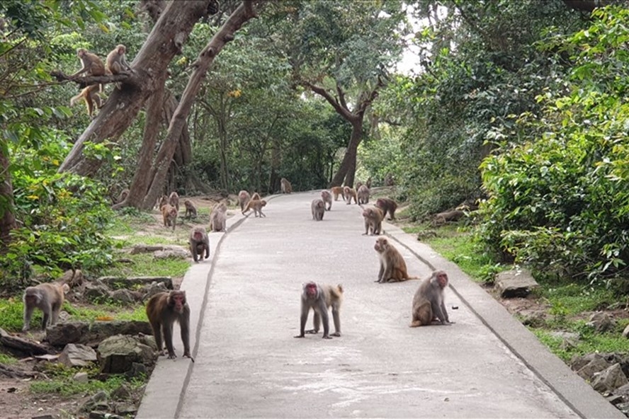 Honorable experimental monkeys in Reu island