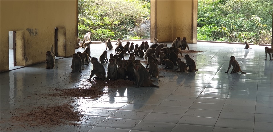 Honorable experimental monkeys in Reu island