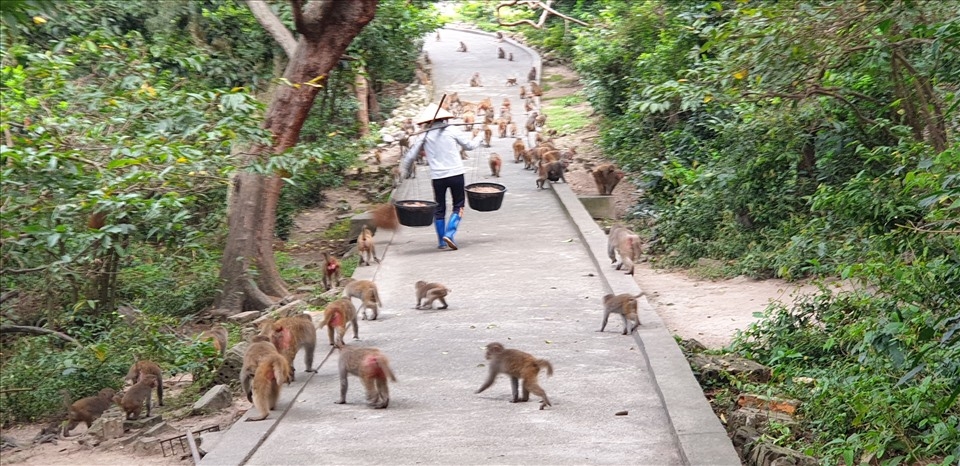 honorable experimental monkeys in reu island