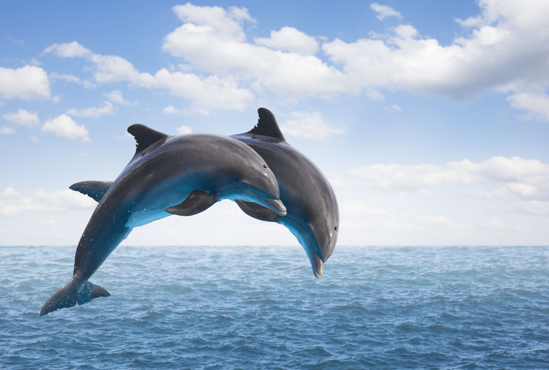 dolphins appearance off central coast of vietnam sparks excitement