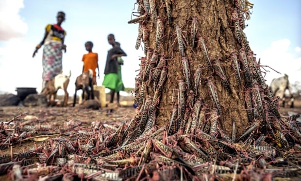 east africa braces for worst locusts swarm in 7 decades
