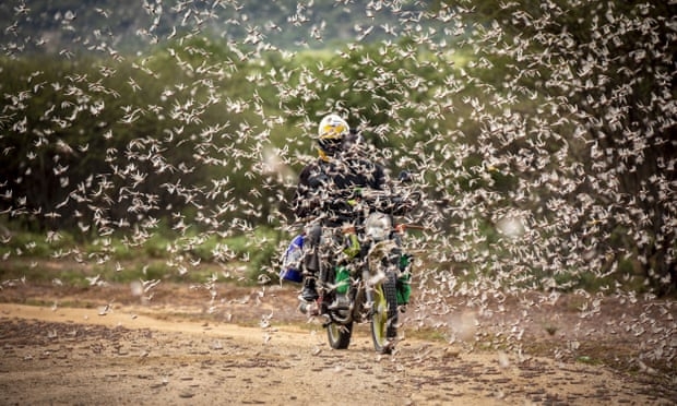 east africa braces for worst locusts swarm in 7 decades