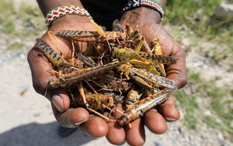 east africa braces for worst locusts swarm in 7 decades