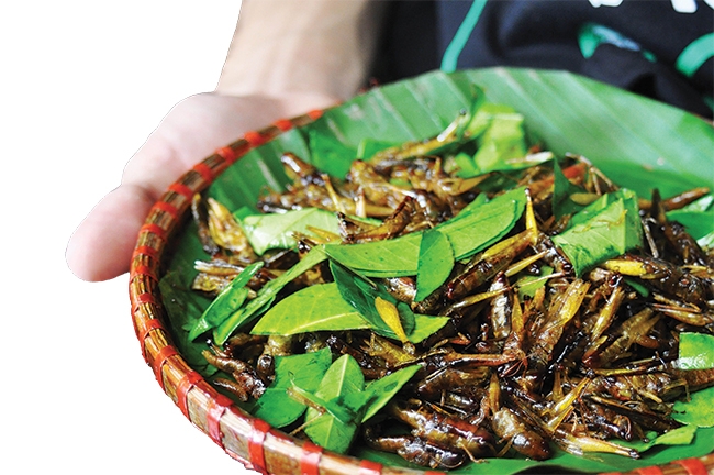 roasted grasshoppers the alluring crunchiness