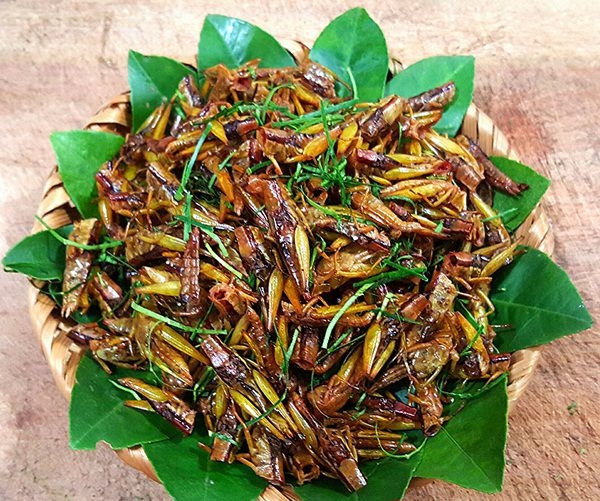 roasted grasshoppers the alluring crunchiness