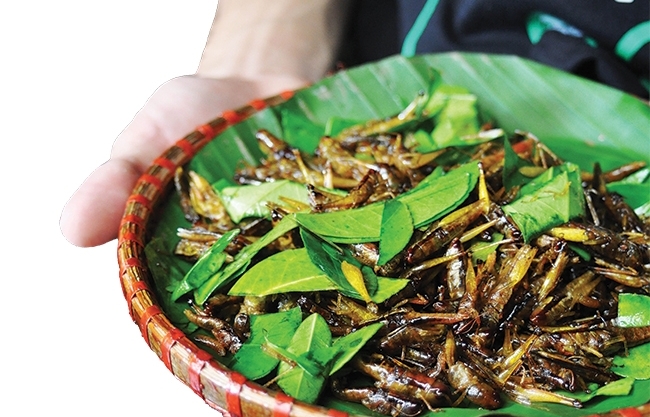 roasted grasshoppers the alluring crunchiness