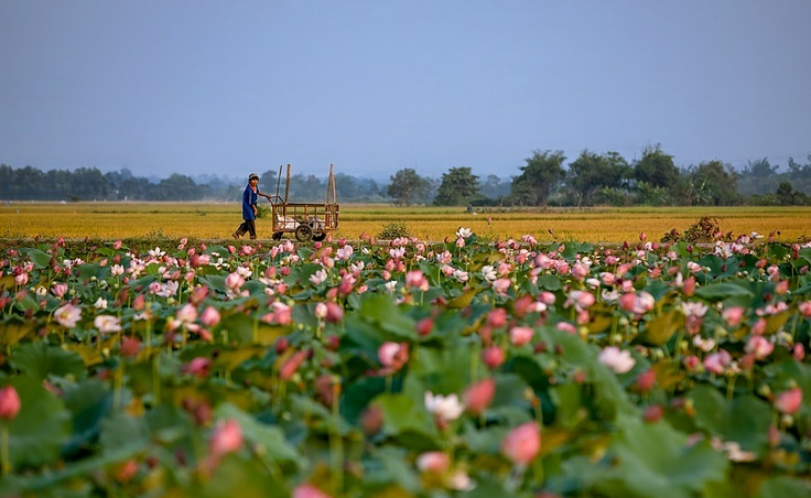 lotus flowers color the charming hue