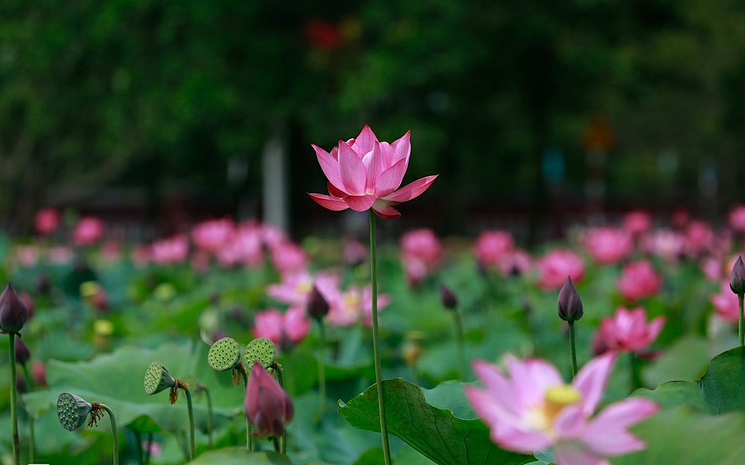 lotus flowers color the charming hue