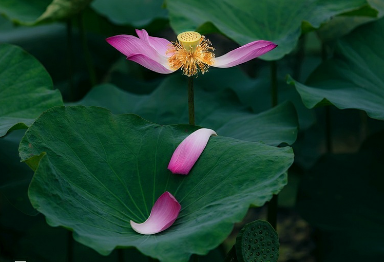 lotus flowers color the charming hue