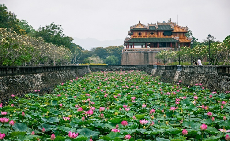 lotus flowers color the charming hue