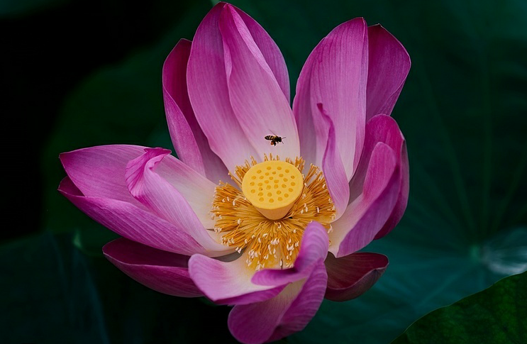 lotus flowers color the charming hue