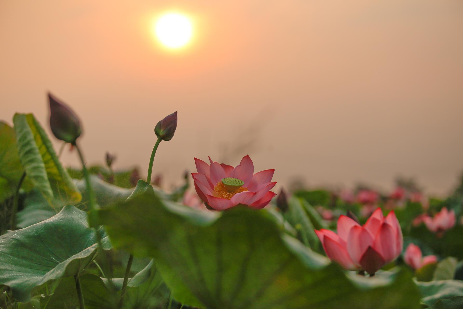 lotus flowers color the charming hue