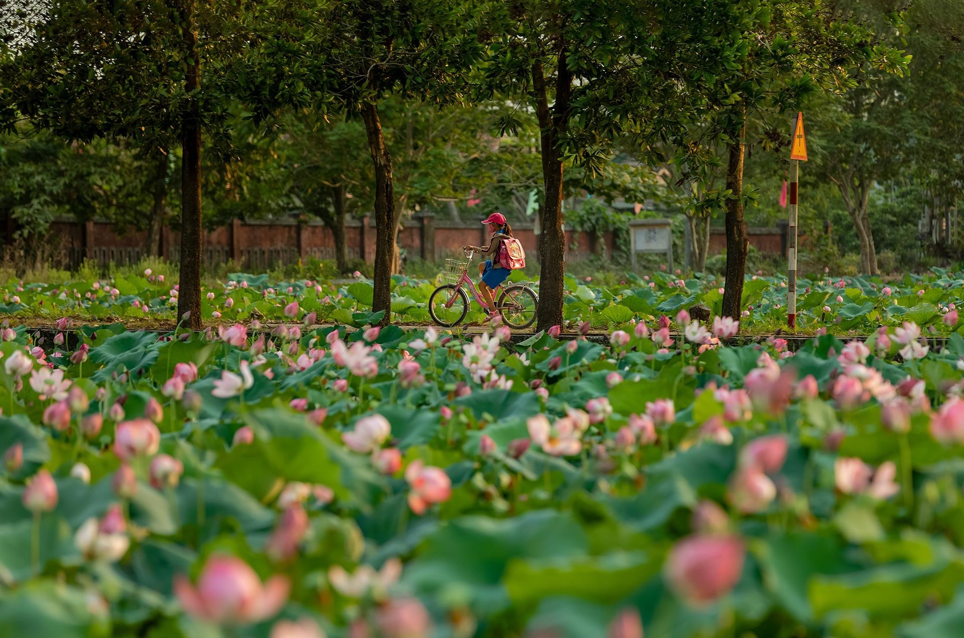 lotus flowers color the charming hue