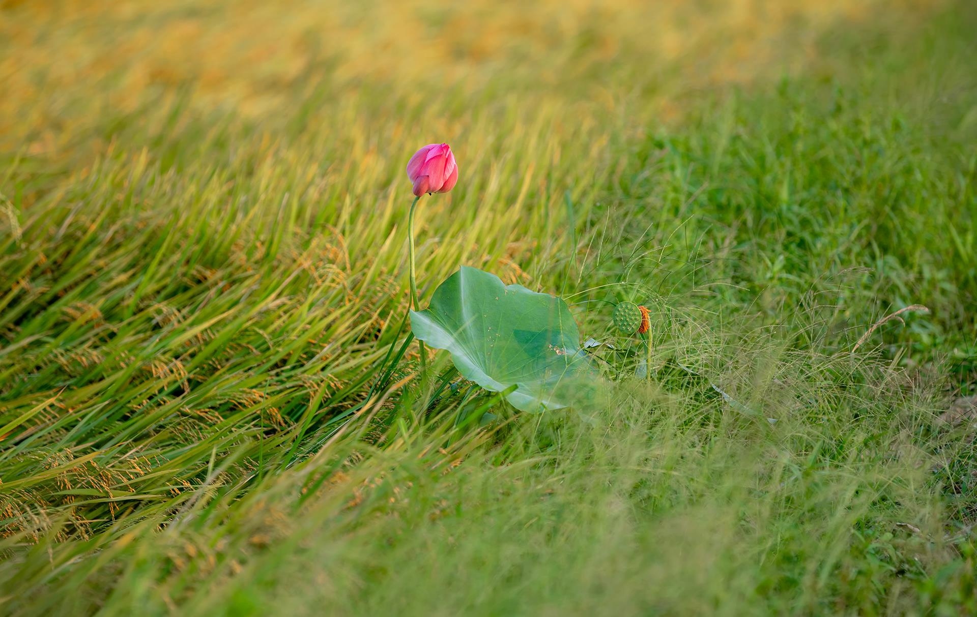 lotus flowers color the charming hue