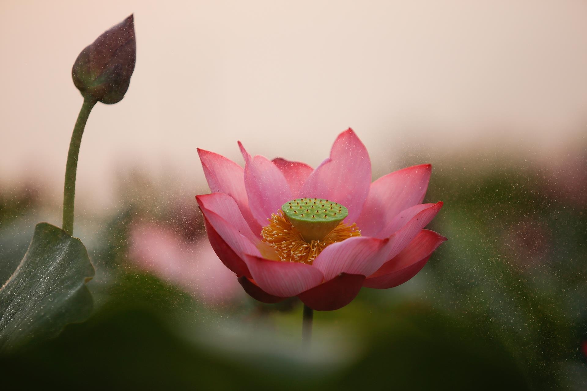 lotus flowers color the charming hue