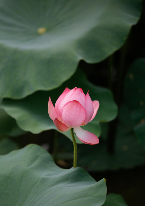 lotus flowers color the charming hue