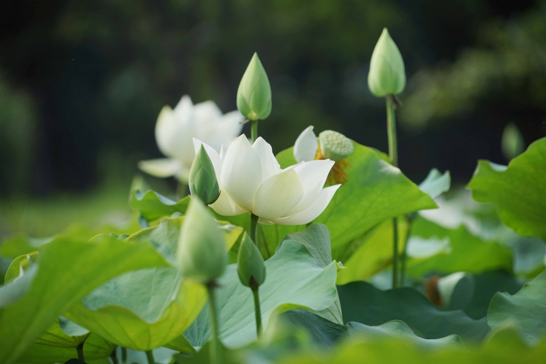 lotus flowers color the charming hue