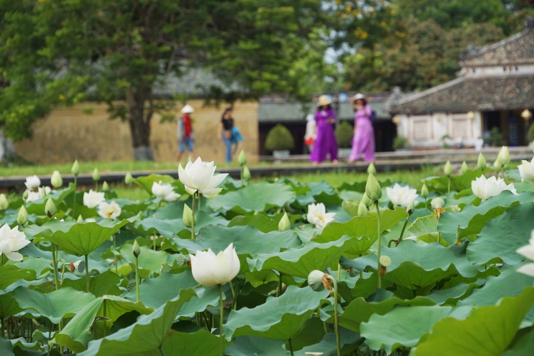 lotus flowers color the charming hue