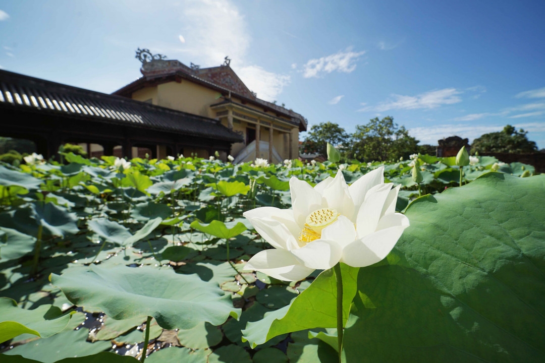 lotus flowers color the charming hue