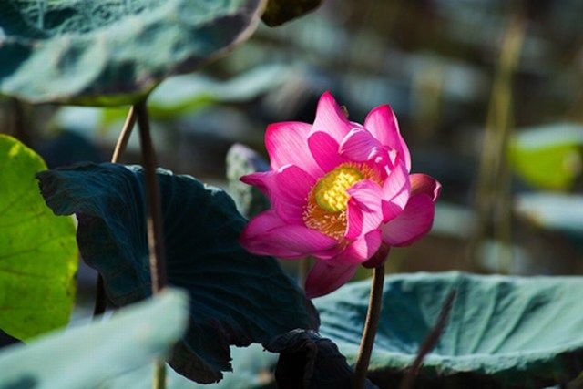 lotus flowers color the charming hue