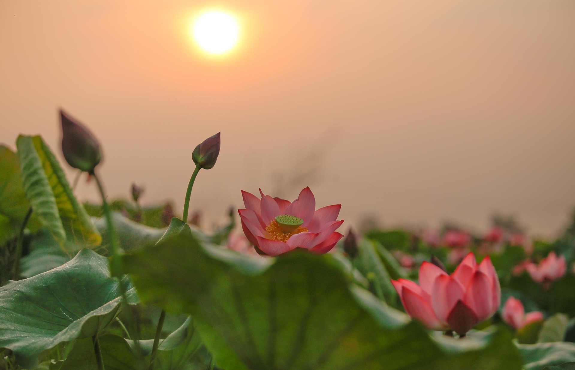 lotus flowers color the charming hue