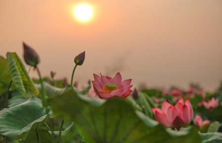 Lotus flowers color the charming Hue