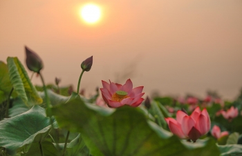 land lotus mother natures precious gift in boi khe temple