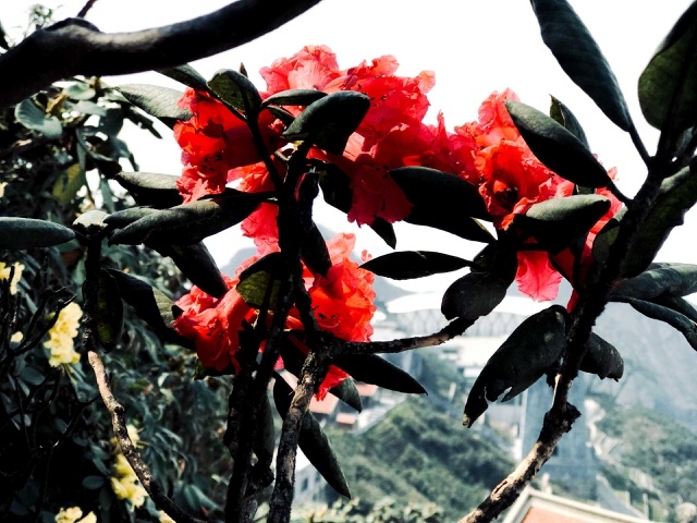 rhododendron simsii in bloom add charms to fansipan