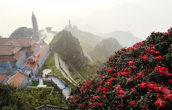 rhododendron simsii in bloom add charms to fansipan