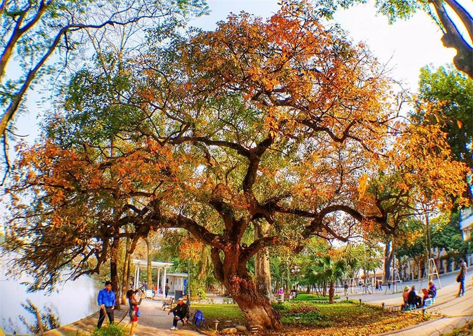 Hoan Kiem Lake shows off glamour during freshwater mangrove's fall foliage season