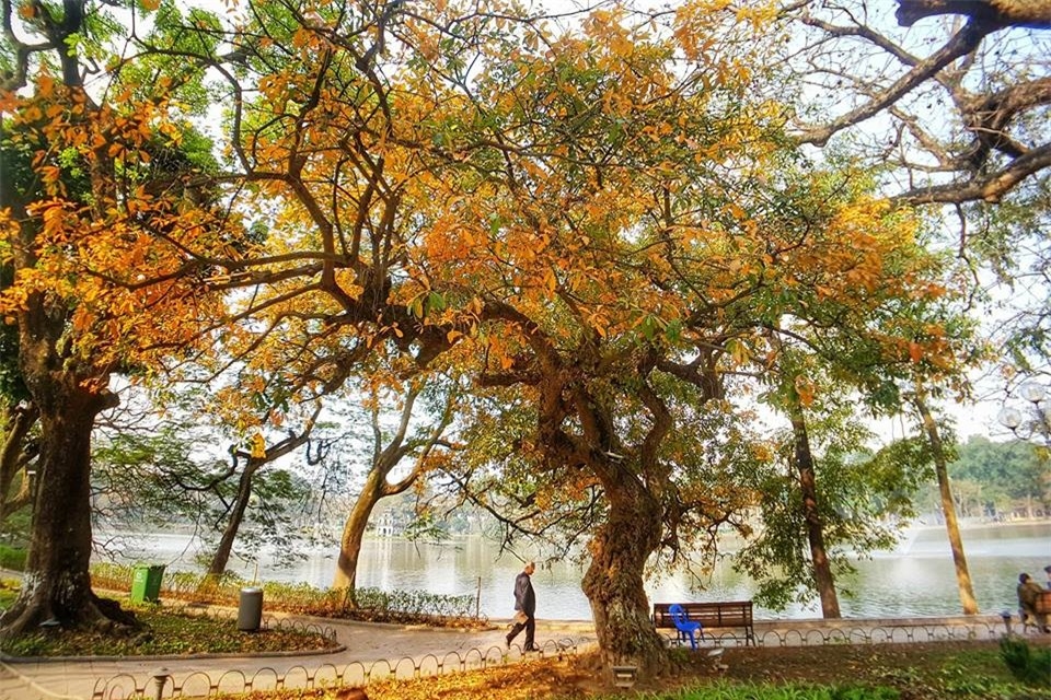 Hoan Kiem Lake shows off glamour during freshwater mangrove's fall foliage season