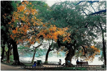 Hoan Kiem Lake shows off glamour during freshwater mangrove's fall foliage season