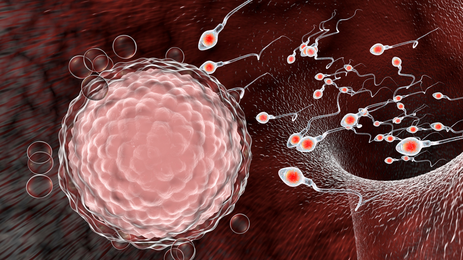 covid 19 update coronavirus found in sperm samples chinese doctors say