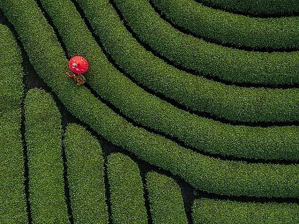 vietnamese photographer wins first prize in spring2020