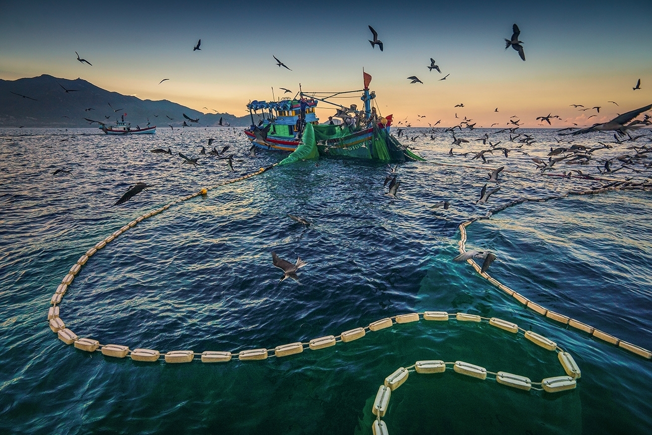 gorgeous anchovy catching scenes in hon yen islet