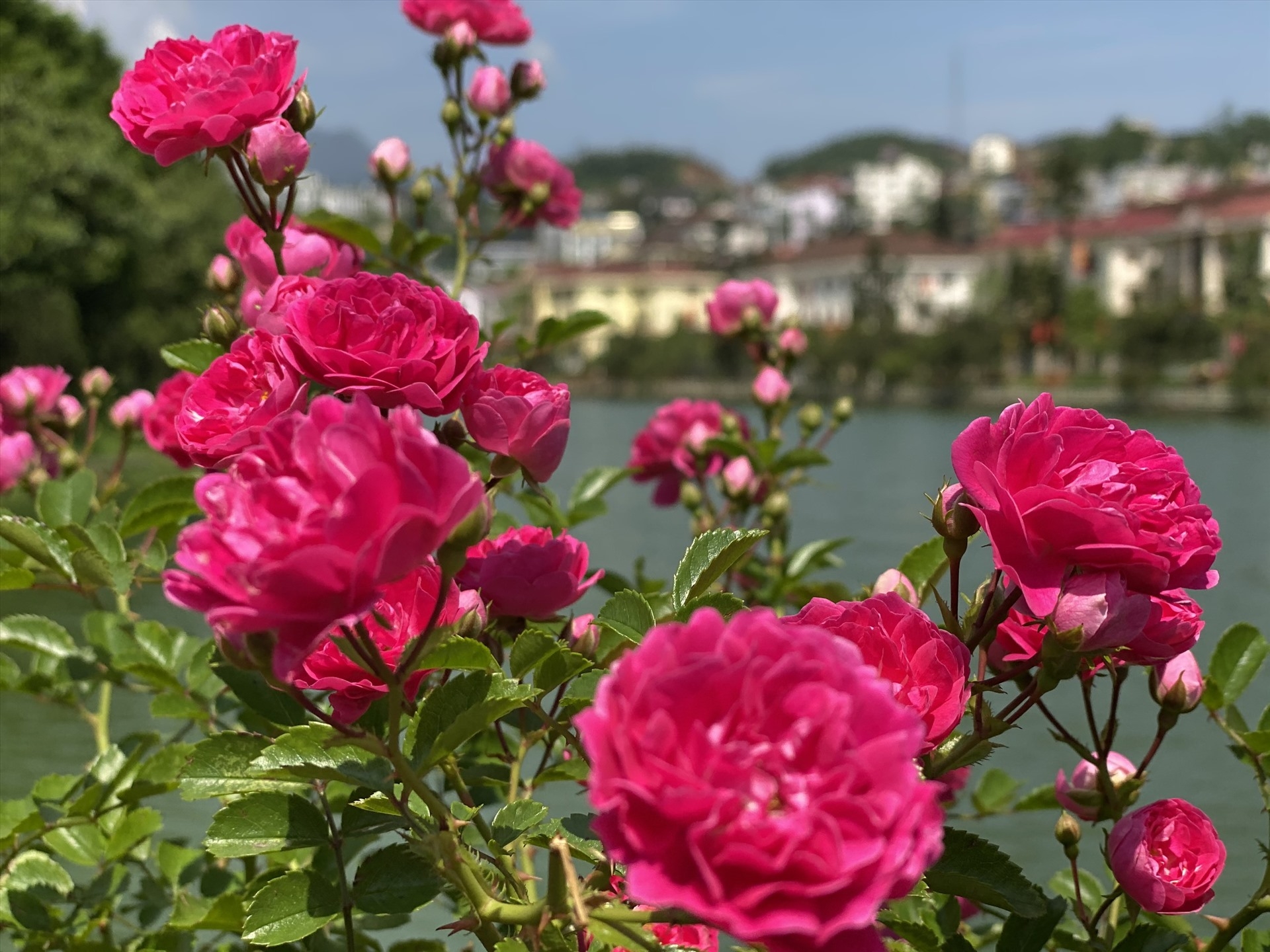 Sapa S Rose Valley Recognised As Largest One In Vietnam Vietnam Times
