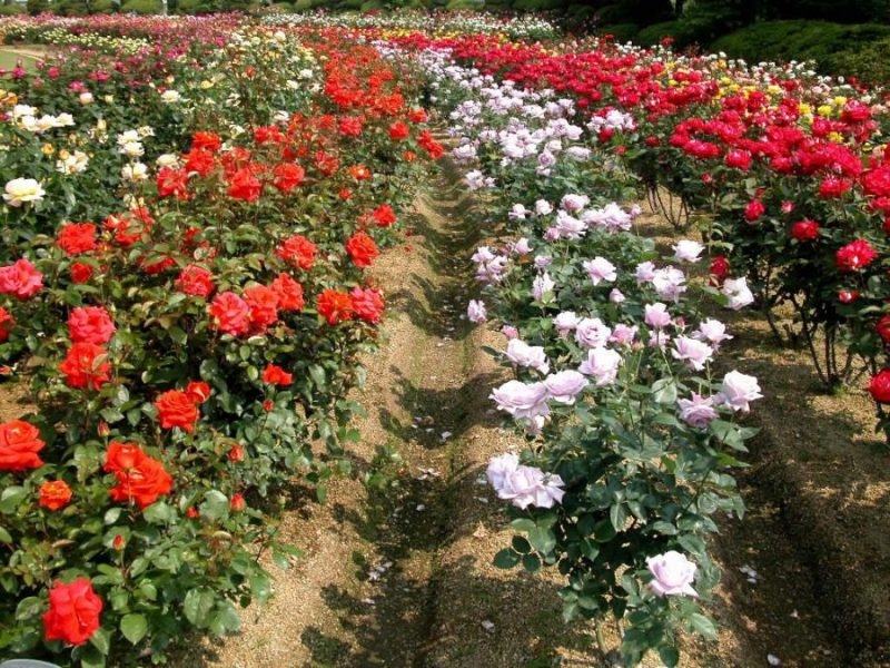 sapas rose valley recognised as largest one in vietnam