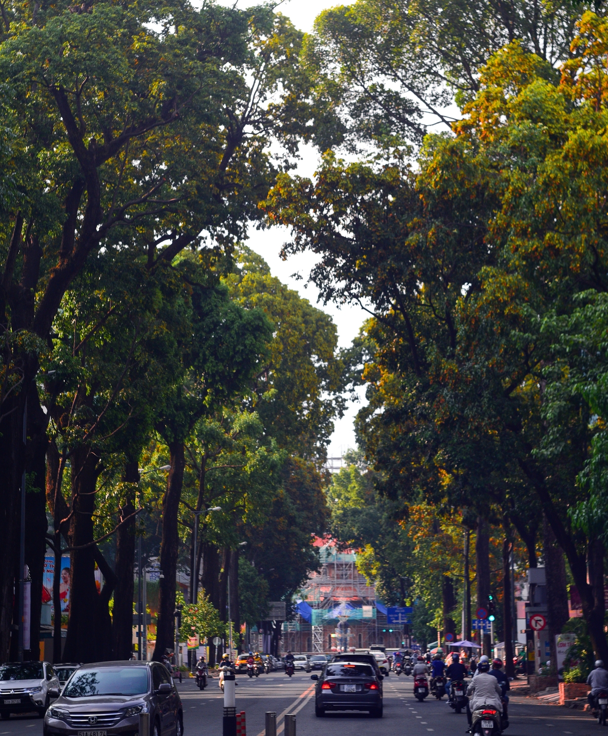 Brownish yellow hollong flowers carpet Saigon sidewalk