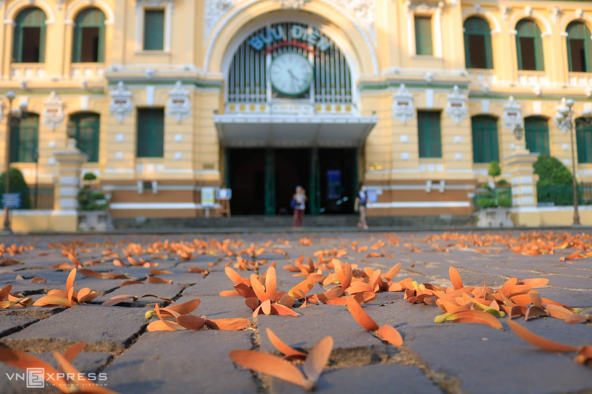 Brownish yellow hollong flowers carpet Saigon sidewalk